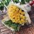 big-yellowy-Bouquet-باقة -صفراء- كبيرة