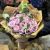 Wild - Spirit - Bouquet - باقة - الروح - البرية
